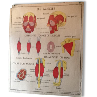 Poster teaching years 60 - muscle / skeletal health