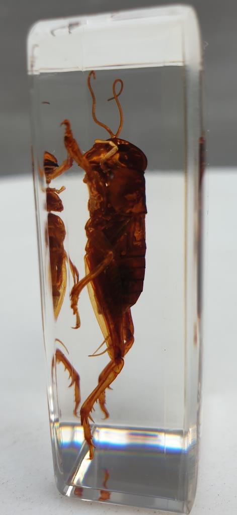 Insect under resin Pakistan giant cricket