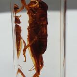 Insect under resin Pakistan giant cricket