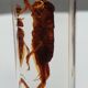 Insect under resin Pakistan giant cricket
