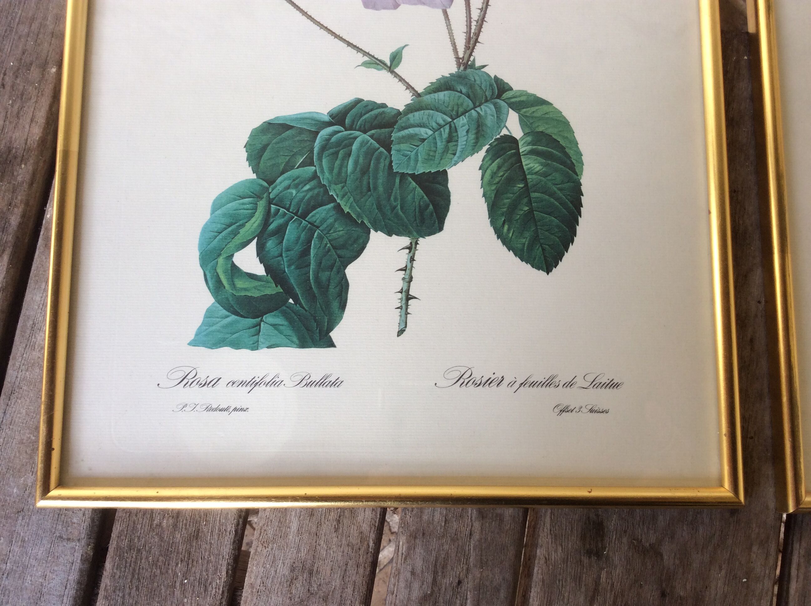 Illustration Feared, lettuce leaf rose