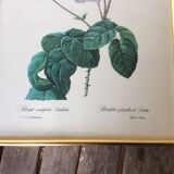 Illustration Feared, lettuce leaf rose