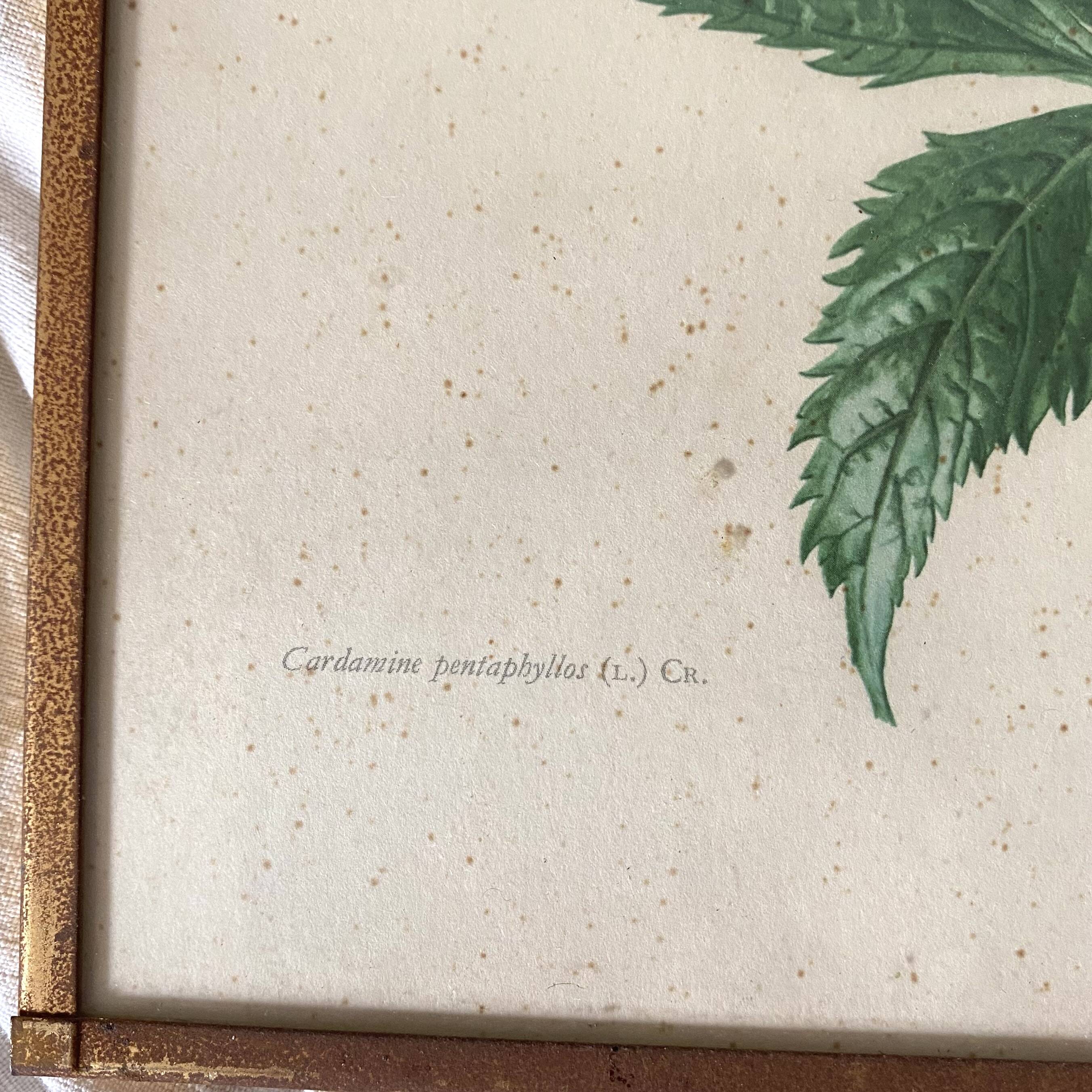 Botanical posters, flower and lemon lithographs, metal frame