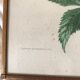 Botanical posters, flower and lemon lithographs, metal frame