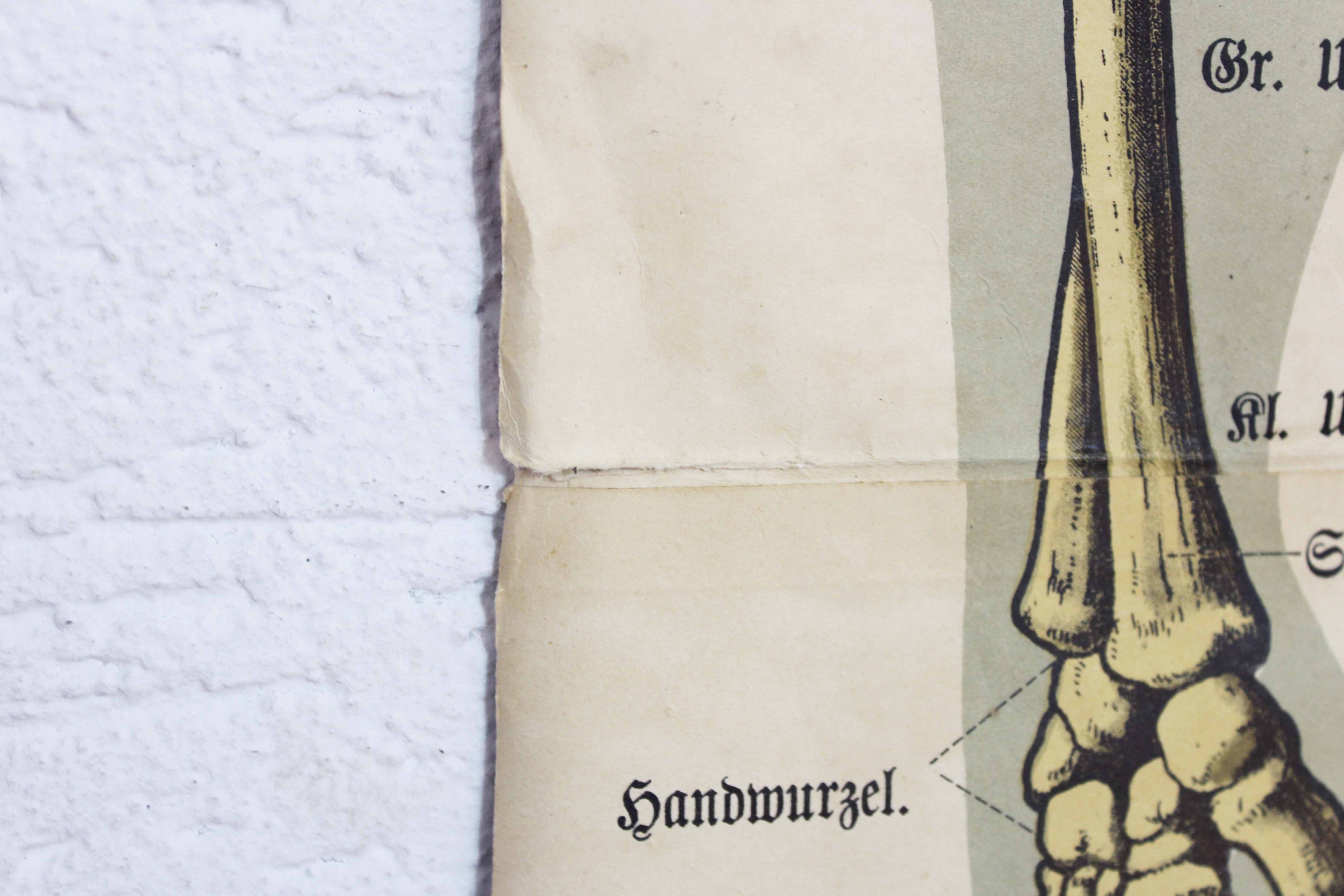 Anatomy poster XIXeme