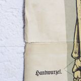 Anatomy poster XIXeme