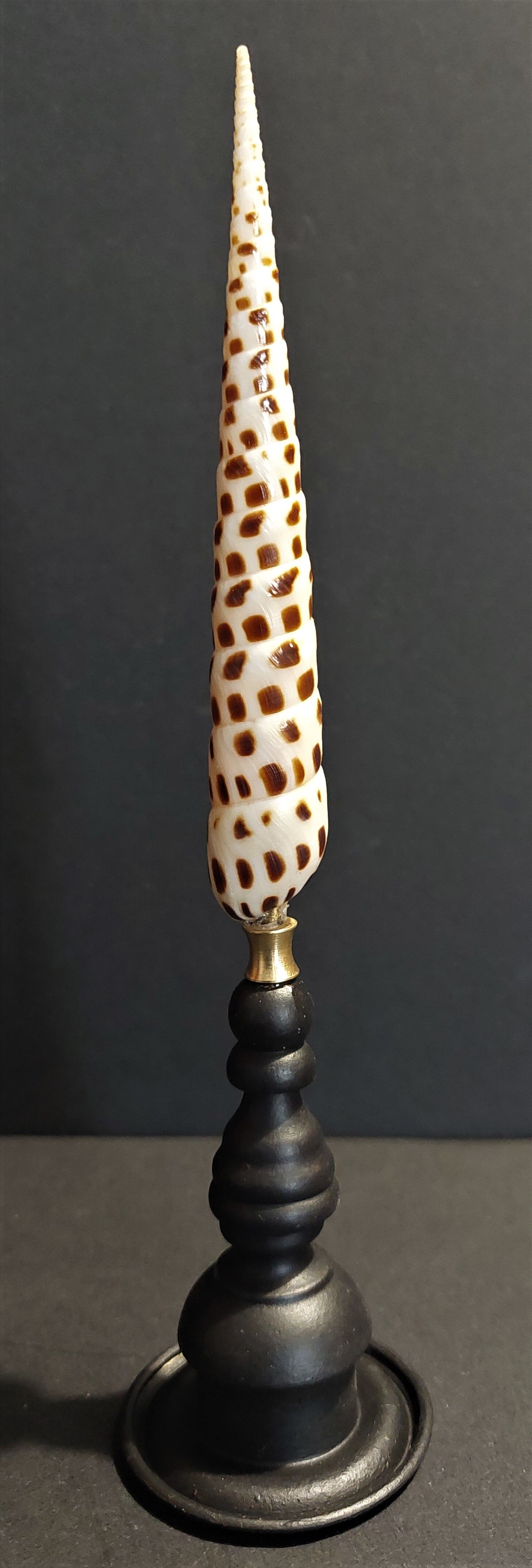 Cabinet of Curiosities shell terebra subulata on base
