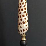 Cabinet of Curiosities shell terebra subulata on base