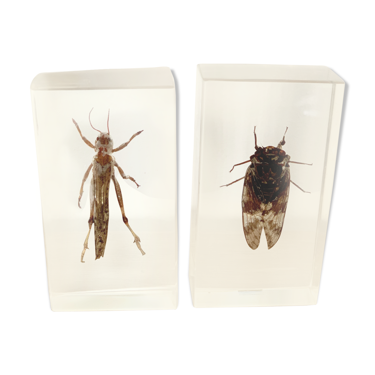 Insect duo under resin inclusion