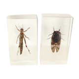 Insect duo under resin inclusion