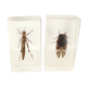 Insect duo under resin inclusion