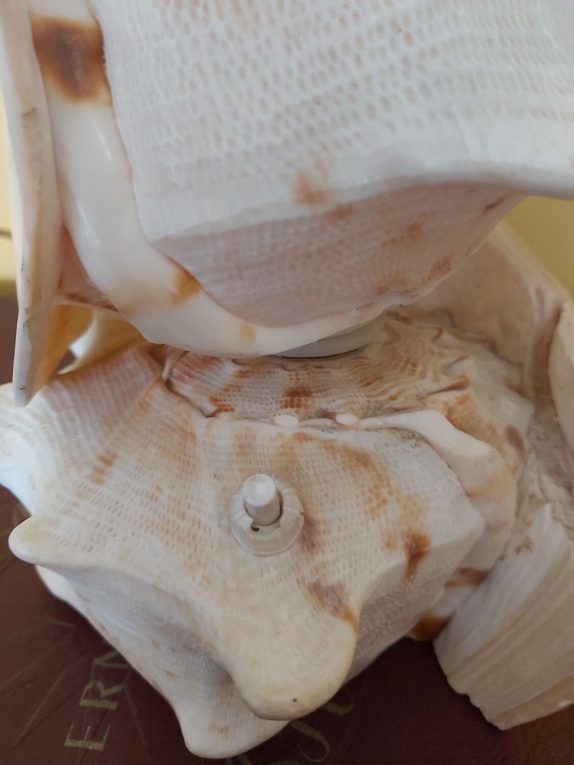 Night light, shell lamp 60s
