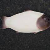 Service à poisson longwy