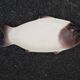 Longwy fish service