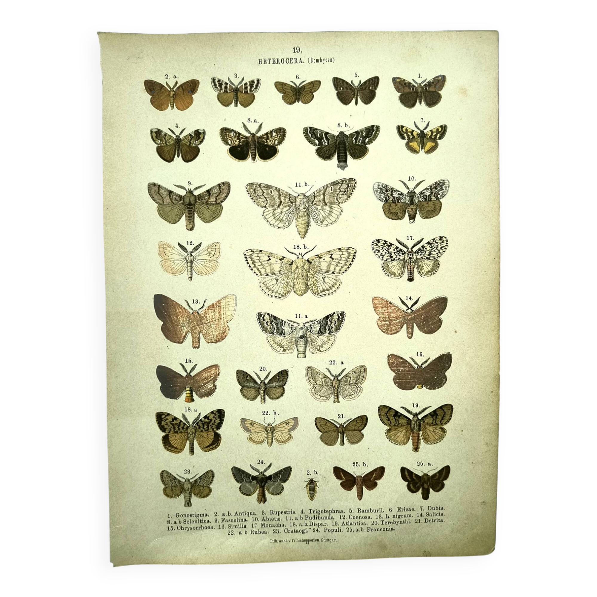 Butterflies - Antique engraving from 1887 - Lithograph by Gonostigma nature