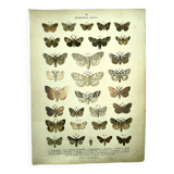 Papillons - Gravure ancienne de 1887 -  Lithographie de Gonostigma nature