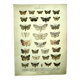 Butterflies - Antique engraving from 1887 - Lithograph by Gonostigma nature
