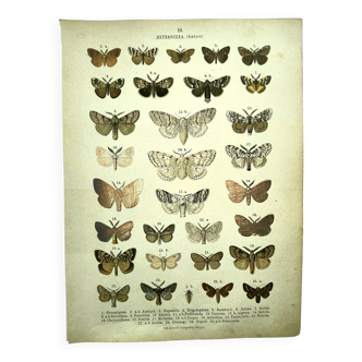 Butterflies - Antique engraving from 1887 - Lithograph by Gonostigma nature