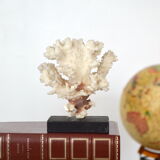 White coral cloud