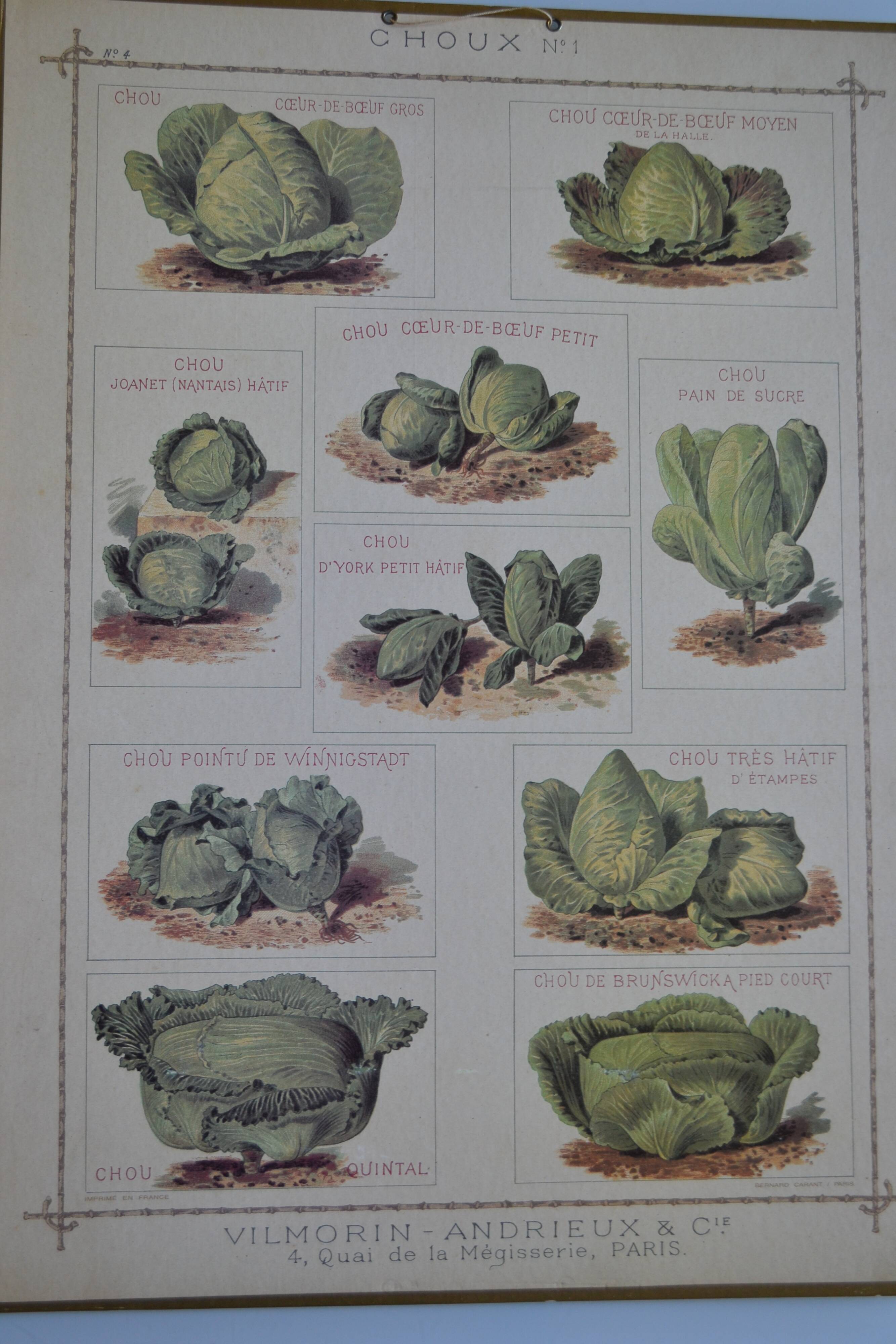 Vintage botanical poster "Cabbages"