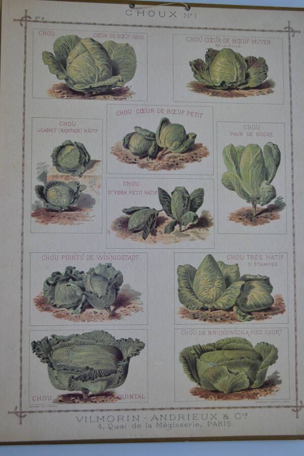 Affiche botanique vintage '' Choux