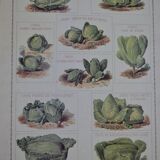 Vintage botanical poster "Cabbages"