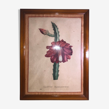 Ancient botanical board Cactus Speciosissimus flower XIX in vintage setting