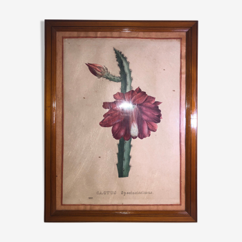 Planche botanique ancienne Cactus Speciosissimus fleur XIX dans cadre vintage