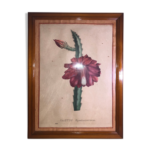 Planche botanique ancienne Cactus