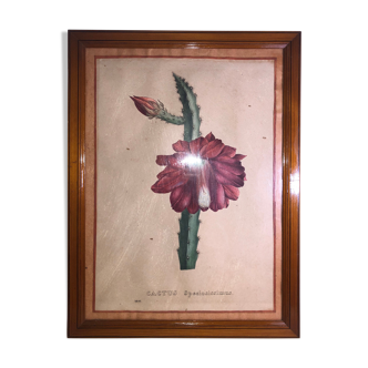 Ancient botanical board Cactus Speciosissimus flower XIX in vintage setting