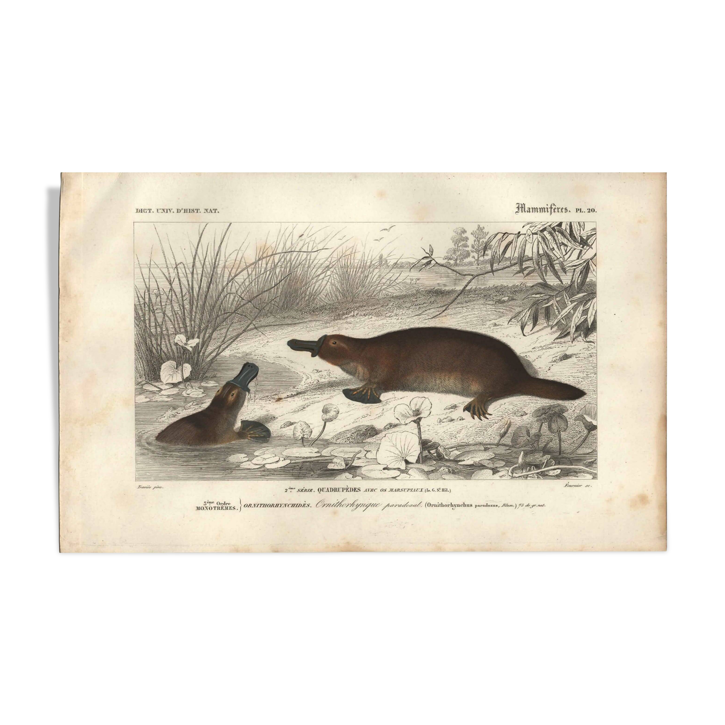 Gravure ancienne 1849 - Ornithorynque par , ovipare, venin, Australie