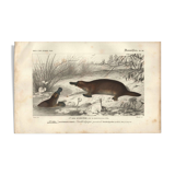 Gravure ancienne 1849 - Ornithorynque par , ovipare, venin, Australie