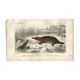 Antique engraving, 1849 - Platypus, oviparous, venom, Australia