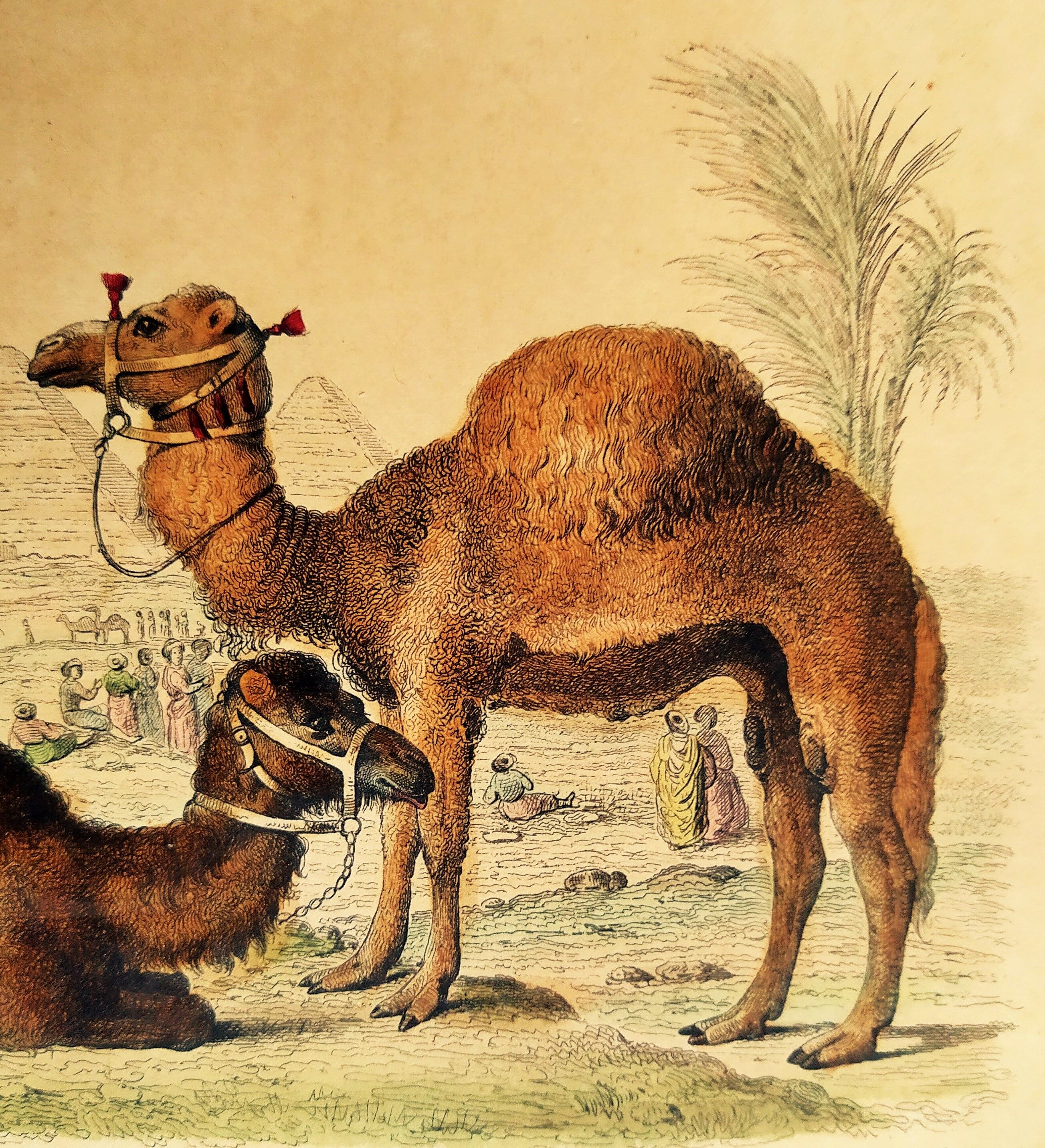 Original zoological plank "Chameau - Dromadaire" Buffon 1838