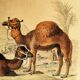Original zoological plank "Chameau - Dromadaire" Buffon 1838
