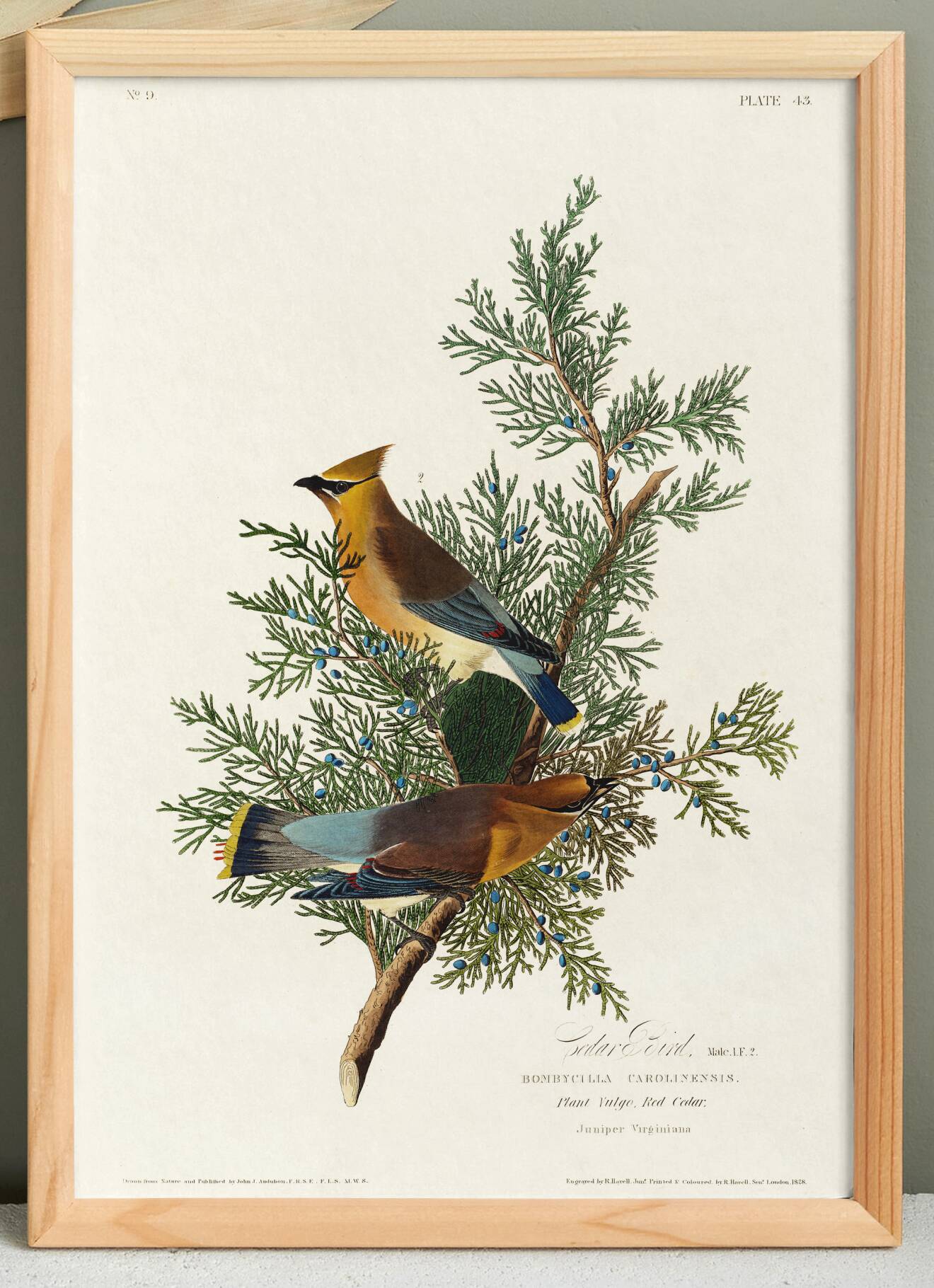 Poster about the Cedar Waxwing, after an old engraving from 1827.