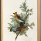 Poster about the Cedar Waxwing, after an old engraving from 1827.