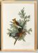 Poster about the Cedar Waxwing, after an old engraving from 1827.