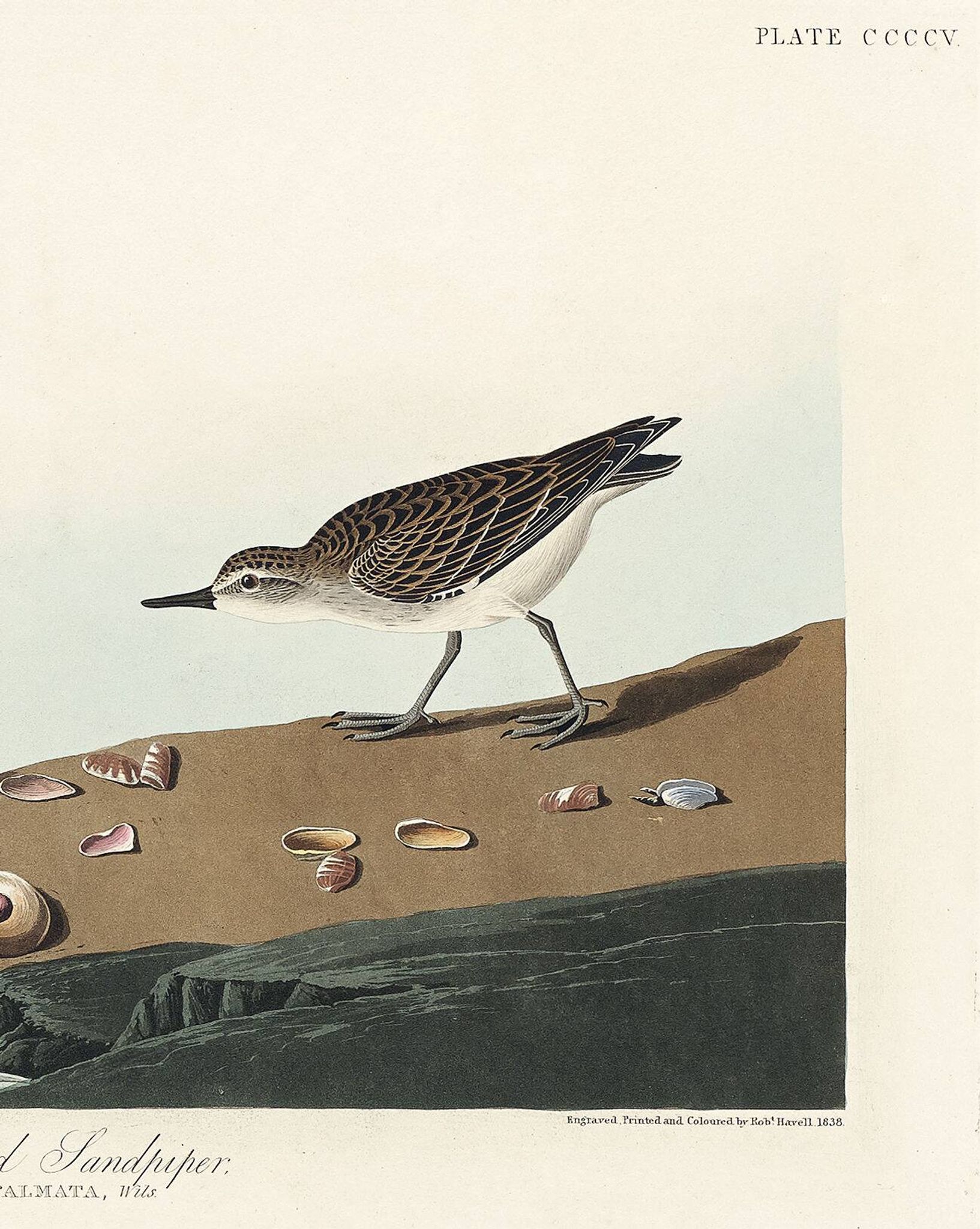 Poster about the Semipalmated Sandpiper, based on an old engraving from 1827.