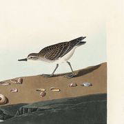Poster about the Semipalmated Sandpiper, based on an old engraving from 1827.