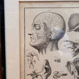 Engraving of Verney Duverney Valsava Encyclopaedia Direct Anatomy Ear
