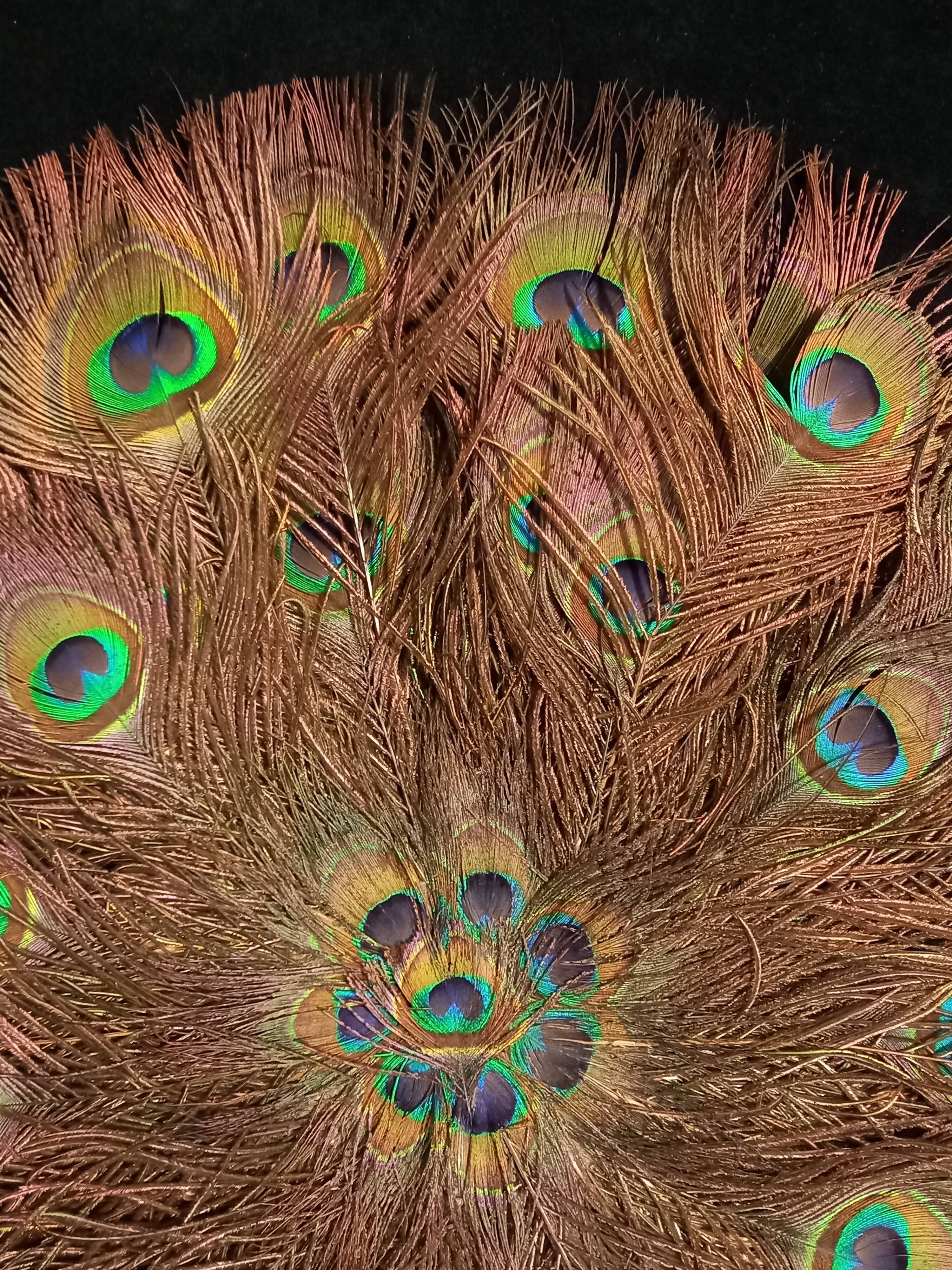 Double-sided peacock feathered eventail