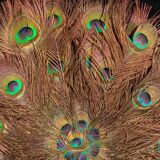 Double-sided peacock feathered eventail