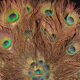Double-sided peacock feathered eventail