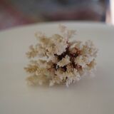 White coral