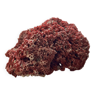 Red coral