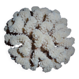 white coral, collection, curiosity cabinet