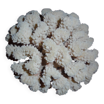 corail blanc, collection, cabiné de curiosité