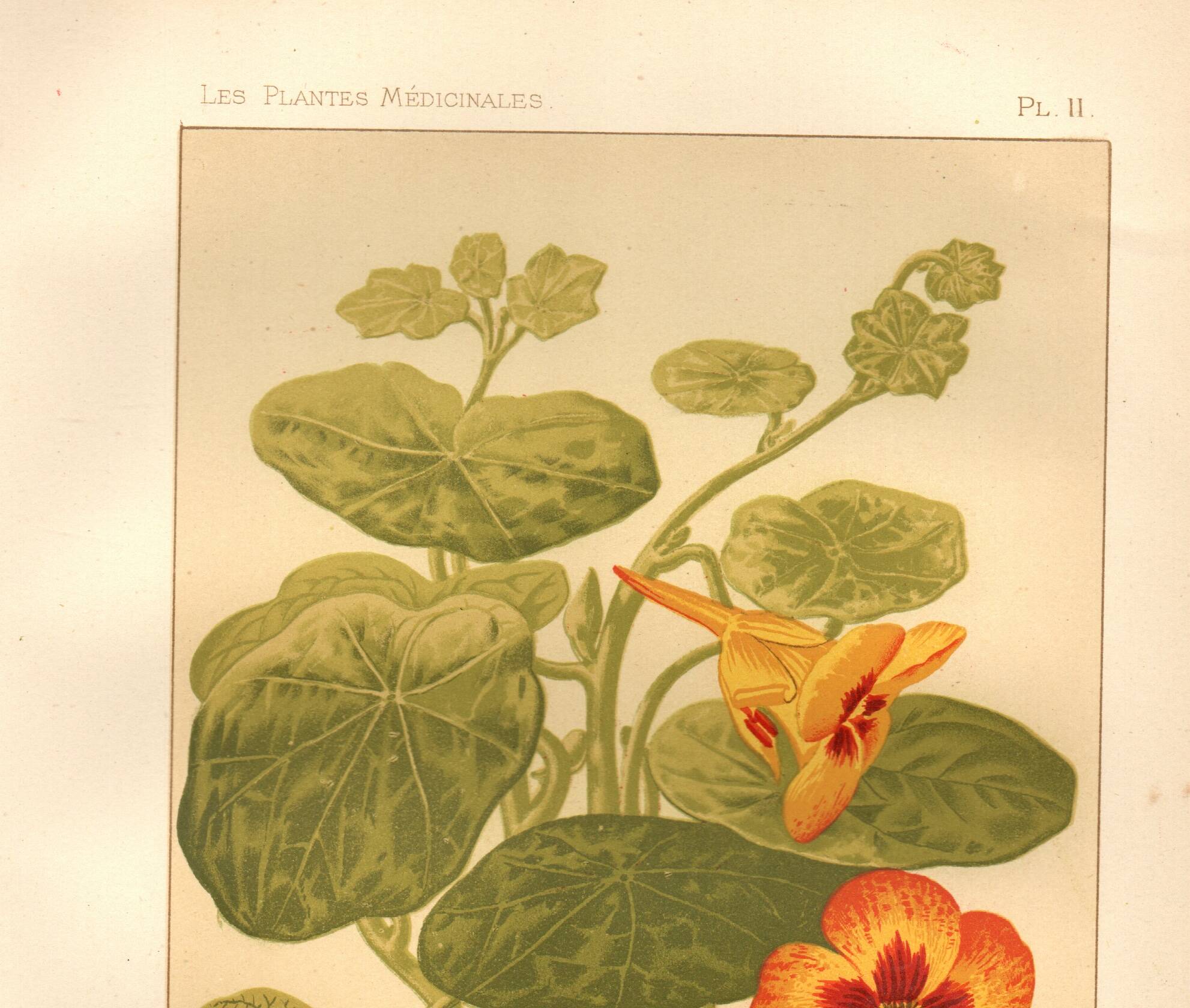 Antique print 1889 - Nasturtium by A. Lefevre - Vintage botanical engraving
