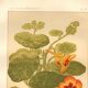 Antique print 1889 - Nasturtium by A. Lefevre - Vintage botanical engraving